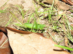 Neoconocephalus brevis