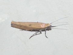 Ypsolopha