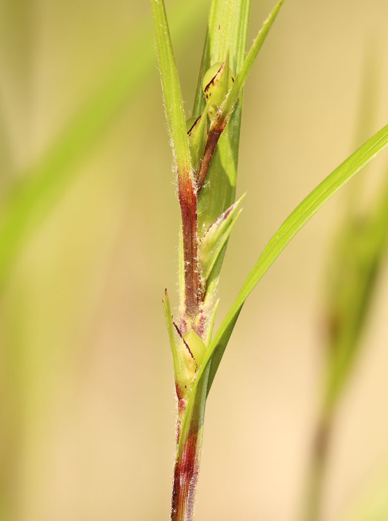 Imagem de Scleria oligantha