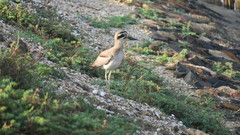 Esacus recurvirostris