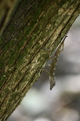 Anolis argenteolus