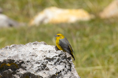 Sicalis uropygialis