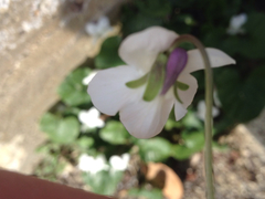 Viola alba