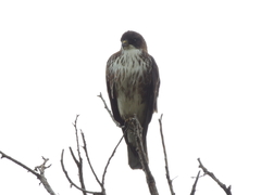 Buteo albigula