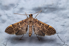 Duponchelia lanceolalis