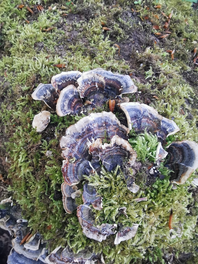 Trametes versicolor · April 2026 · photo: © mothyogurt (iNaturalist, cc-by)