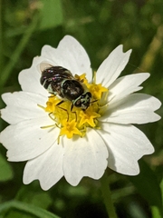 Psellidotus hieroglyphicus