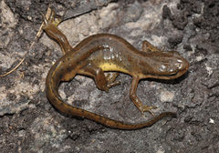 Eastern Newt photo 4