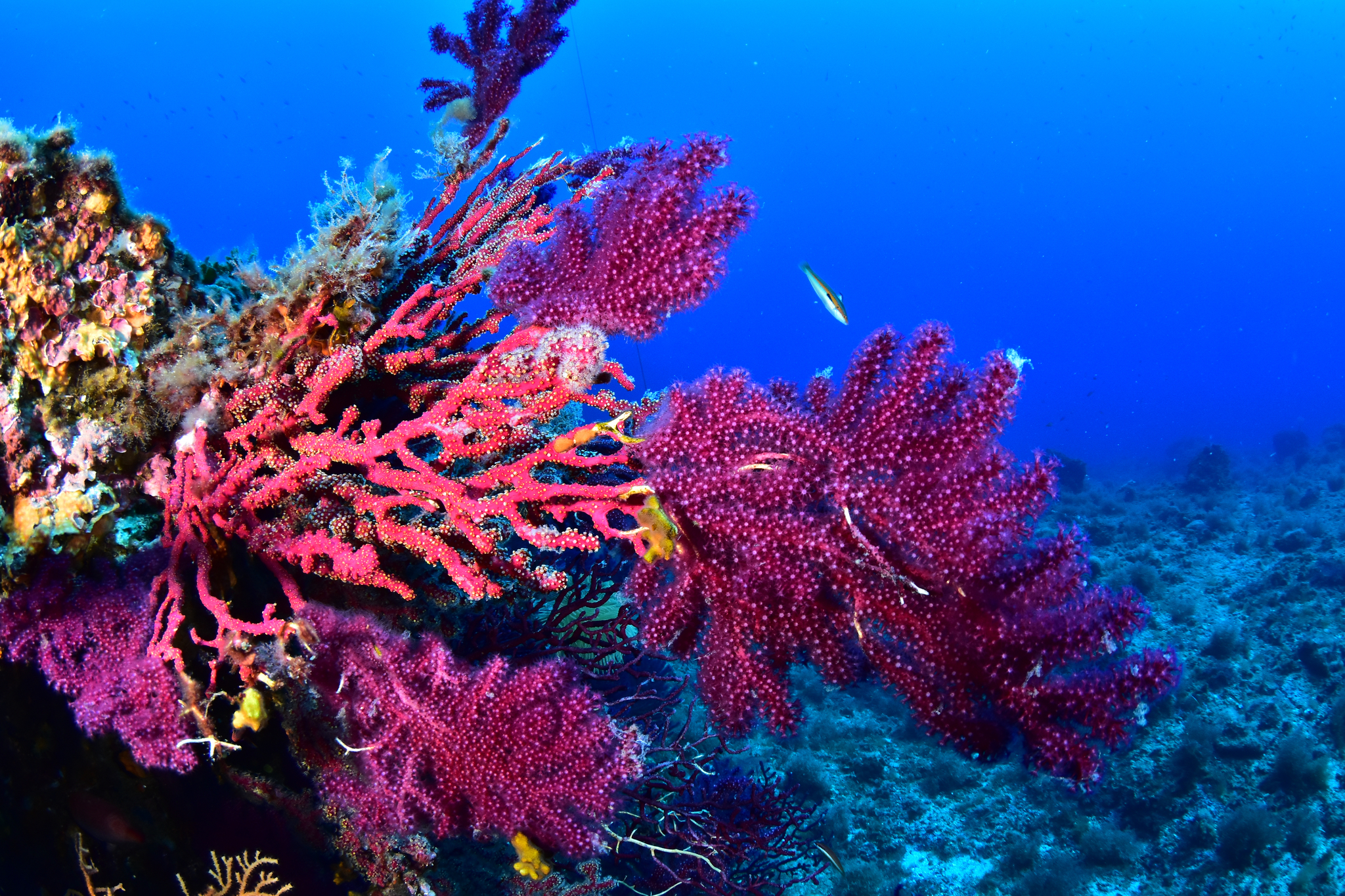 Alcyonium coralloides (Pallas, 1766)