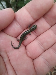 Aneides klamathensis