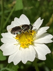 Psellidotus hieroglyphicus