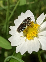 Psellidotus hieroglyphicus