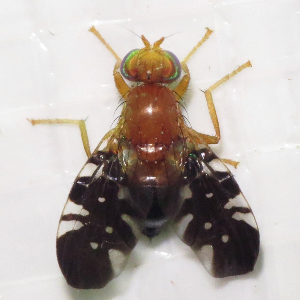 Paramyiolia nigricornis