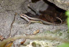 Leiocephalus macropus