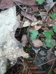 Aneides klamathensis