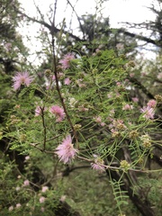 Mimosa borealis