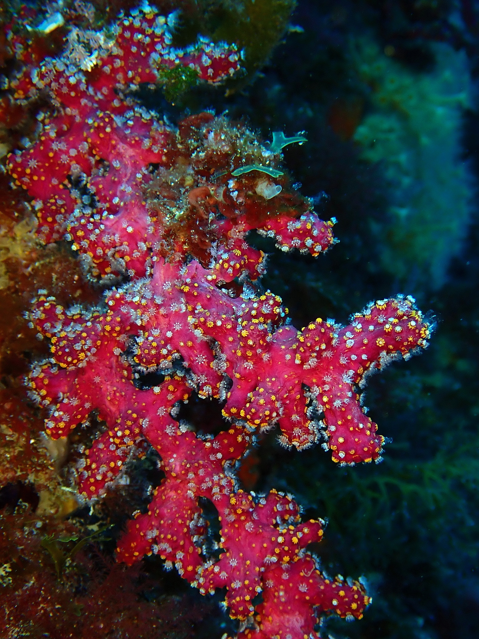 Alcyonium coralloides (Pallas, 1766)
