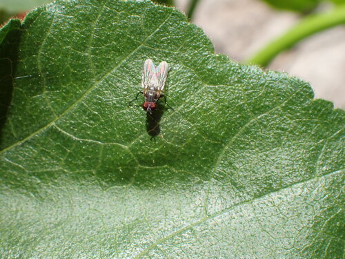 Lesser House Fly photo 5