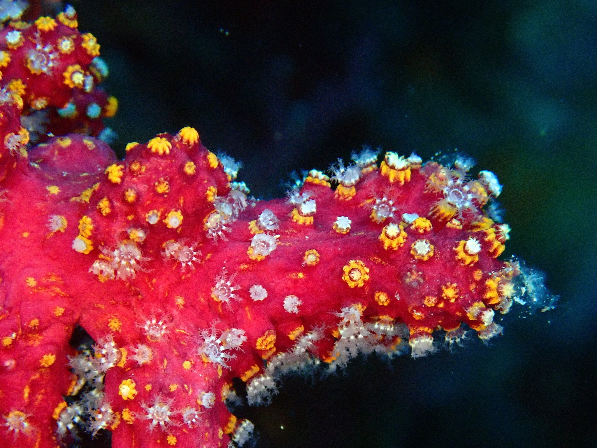 Alcyonium coralloides (Pallas, 1766)