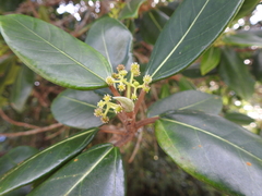 Coussapoa microcarpa
