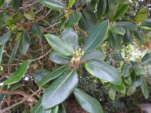 Coussapoa microcarpa, photograph 1