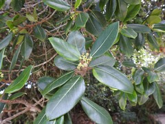 Coussapoa microcarpa, photograph (c) Fabrício Mil Homens Riella, some rights reserved (CC BY)