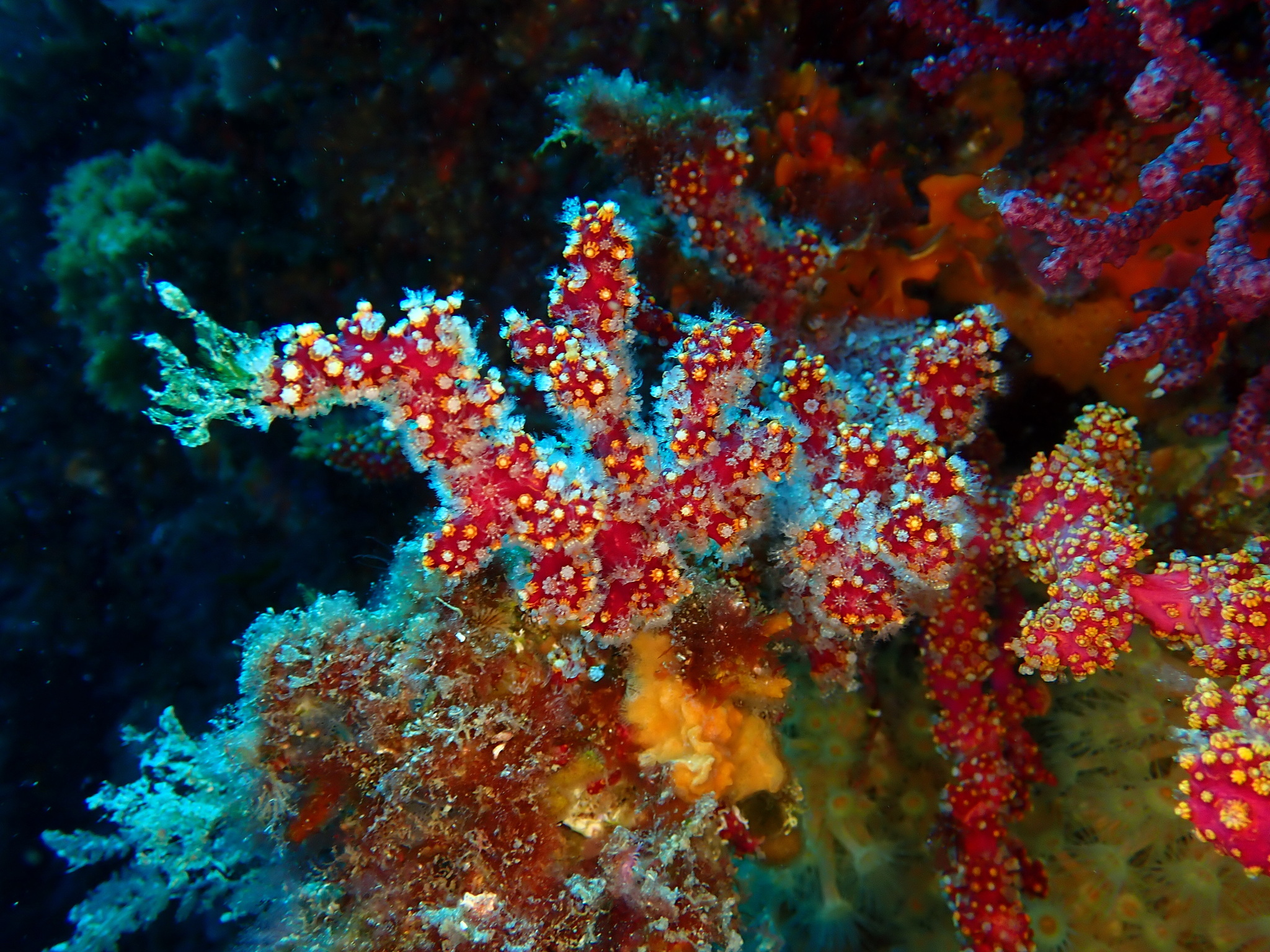 Alcyonium coralloides (Pallas, 1766)