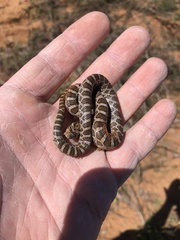 Pantherophis emoryi