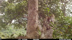 Xiphorhynchus lachrymosus