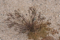 Stillingia linearifolia