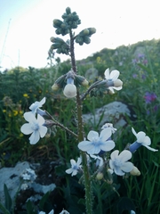 Anchusa strigosa