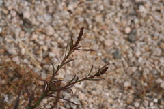 Stillingia linearifolia