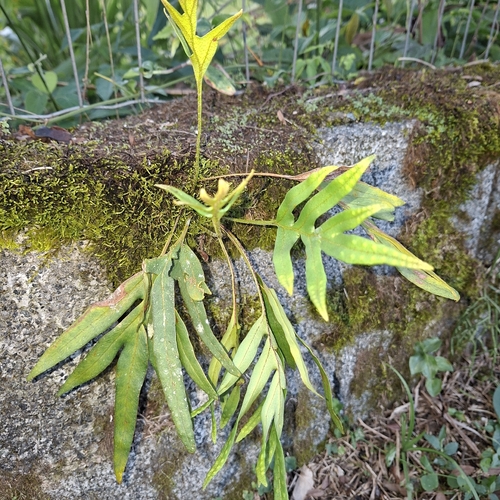 Pleopeltis pleopeltifolia, photograph 6