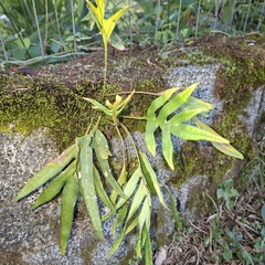 Pleopeltis pleopeltifolia, photograph (c) Patrícia Mees, some rights reserved (CC BY)