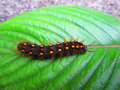 Siproeta epaphus