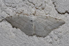 Stegania trimaculata