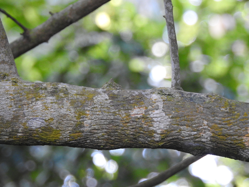 Sideroxylon obtusifolium; photograph (c) Fabrício Mil Homens Riella, some rights reserved (CC BY)