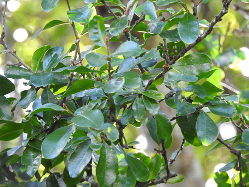 Sideroxylon obtusifolium, photograph 2