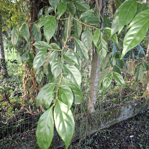 Casearia decandra