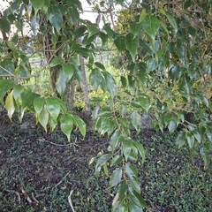 Casearia decandra, photograph (c) Patrícia Mees, some rights reserved (CC BY)