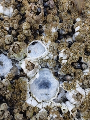 Balanus crenatus