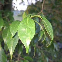 Casearia decandra, photograph (c) Patrícia Mees, some rights reserved (CC BY)