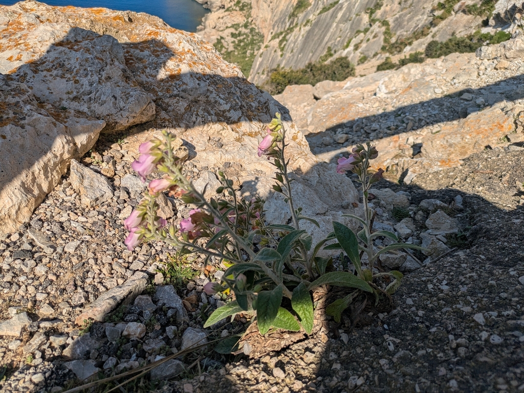 Digitalis minor; photograph (c) Xavier Mas, some rights reserved (CC BY)