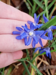 Scilla luciliae