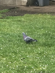 Columba livia