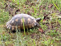 Testudo marginata