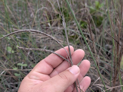 Paspalum monostachyum, 2026-04-27