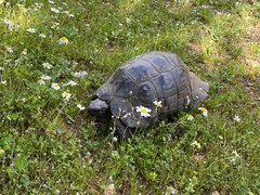 Testudo marginata