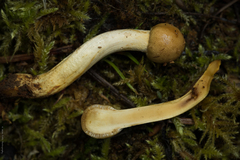 Ophiocordycipitaceae