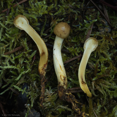 Ophiocordycipitaceae